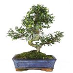 Bonsai – Olmo chino, 10 Años (Bonsai Sei – Zelkova Parvifolia)