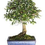 Bonsai – Olmo chino, 5 Años (Bonsai Sei – Zelkova)