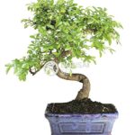 Bonsai – Olmo chino, 6 Años (Bonsai Sei – Zelkova)