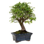 Zelkova parvifolia 5 años OLMO CHINO