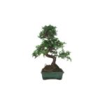 Zelkova parvifolia 6 años OLMO CHINO