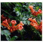 10 Campsis grandiflora China escalada trompeta semillas planta #132
