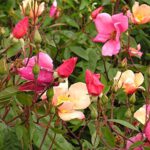 China Semillas de rosas – Rosa chinensis