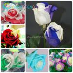 Rose Seed 17 variedades de color de rosas raras que usted no puede perderse