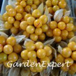 Semillas de oro 30pcs Berry Physalis Alkekengi deliciosa de la fruta china