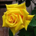 Semillas de Rosas Amarillo 10 PCS Semillas de Flores Raras para Jardin, Huerto, Balcon Interior